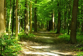 foret